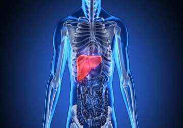 antioxidant that backs up liver during crisis identified