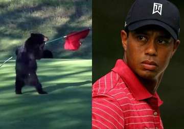 this bear cub just proved that he got more moves than tiger woods