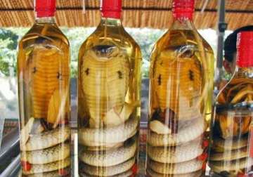 snake wine sip to improve eye sight hair gain sex life