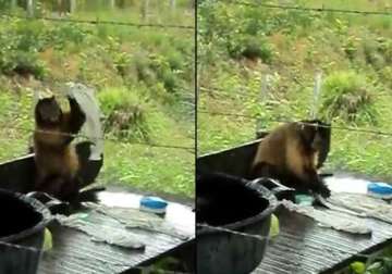 this talented monkey with laundry skills would leave you stunned