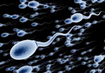 long sperms swim faster fertilise more eggs