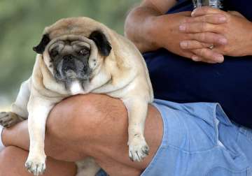 overweight dogs may die young see pics