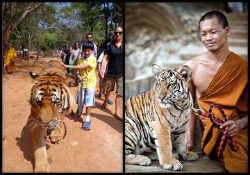 in thailand a close encounter with tigers see pics