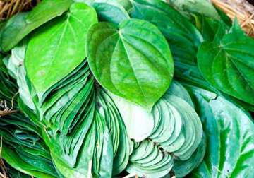 chewing betel leaf may help fight cancer