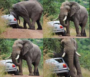 angry elephant throws car into a ditch