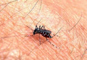 argentina issues chikungunya virus alert