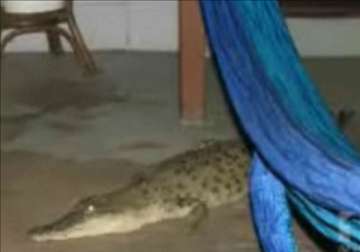 australian family finds crocodile inside drawing room