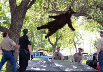 bear wanders onto us campus falls from tree