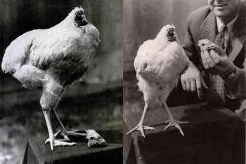 believe it or not headless chicken in us lives for 18 months watch pics