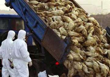 bird flu outbreak areas sealed off in china