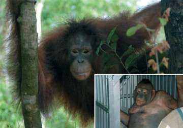 bizzare orangutan used as sex slave in indonesia