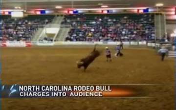 bull jumps over fence among spectators in us