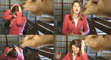 camel in us chomps female tv reporter s hair