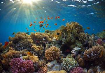 caribbean coral reefs may disappear within 20 years report