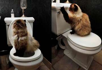 cats can be trained to use the toilet