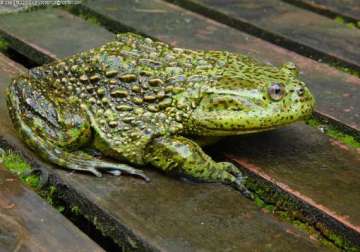 chile s largest amphibian in danger of extinction