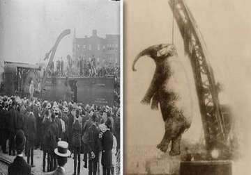 chilling photo of an elephant in us being hanged to death