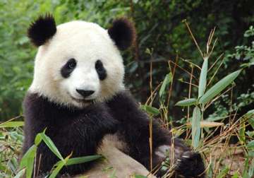 china s big quake scares its giant pandas