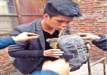 chinese man kisses turtle goodbye lands in hospital