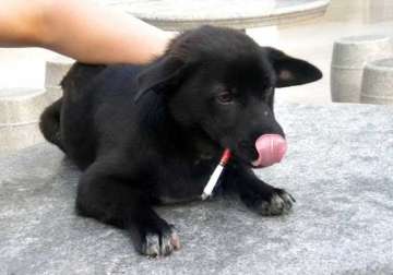 chinese pet dog is a smoking addict