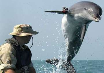 crimea s war dolphins now in hands of russian navy