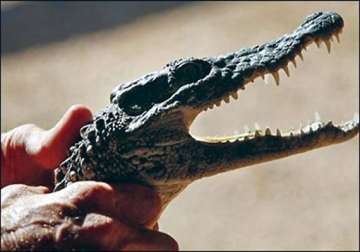 crocodile found roaming in plane s cargo hold