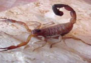 cuban scientists seek cancer cure from scorpion venom