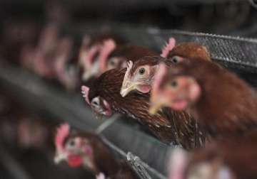 experts approve eating poultry in china despite bird flu