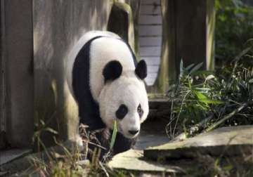female panda undergoes artificial insemination