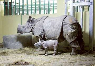 first indian rhino born in sharjah zoo