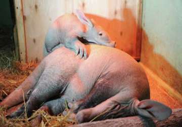 first baby aardvark born in russia