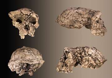 fossilised skull of young ape unearthed in china