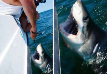 great white shark caught off coast of queens released