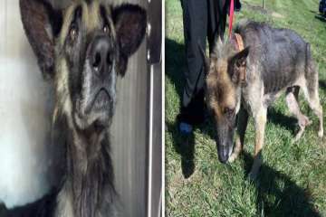 horrible dog chained to a tree for 4 years
