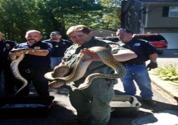 hundreds of snakes found at man s us home