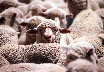 importer in pakistan seeks to stop culling of 20 000 australian sheep