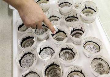 china sets up world s largest mosquito factory to fight dengue