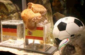 psychic octopus had predicted germany s defeat