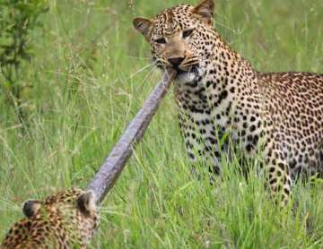 mother son leopard make a meal of an african python
