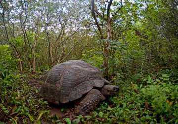 207 giant turtles to be released in the galapagos