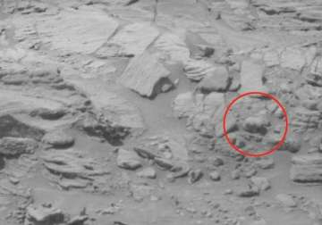 baby bear spotted on mars un to be alerted watch video