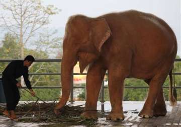 myanmar captures 9th rare white elephant