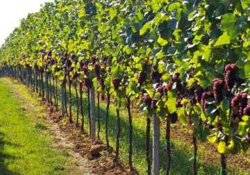 french champagne vineyards added to unesco s world heritage sites