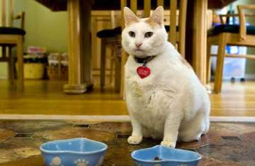 fat cat weighing 20 kg dies in us