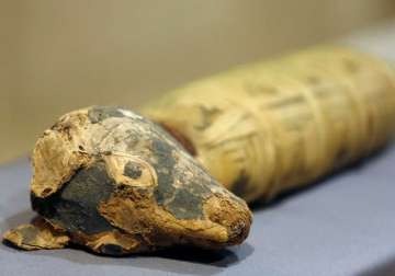 millions of mummified dog remains found in egypt