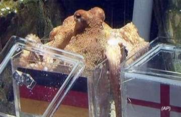 10 important facts about paul the octopus