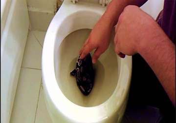 australia snakes search for water in toilets