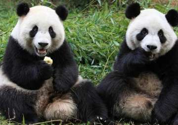 china s panda population up by 268