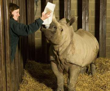 german baby rhino drinks 9.5 litres milk a day