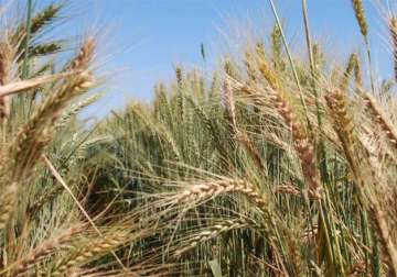 temperature rise affecting global wheat yield